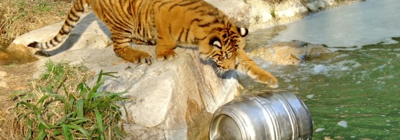 One beer with a side of giraffe, please. One beer with a side of giraffe, please.